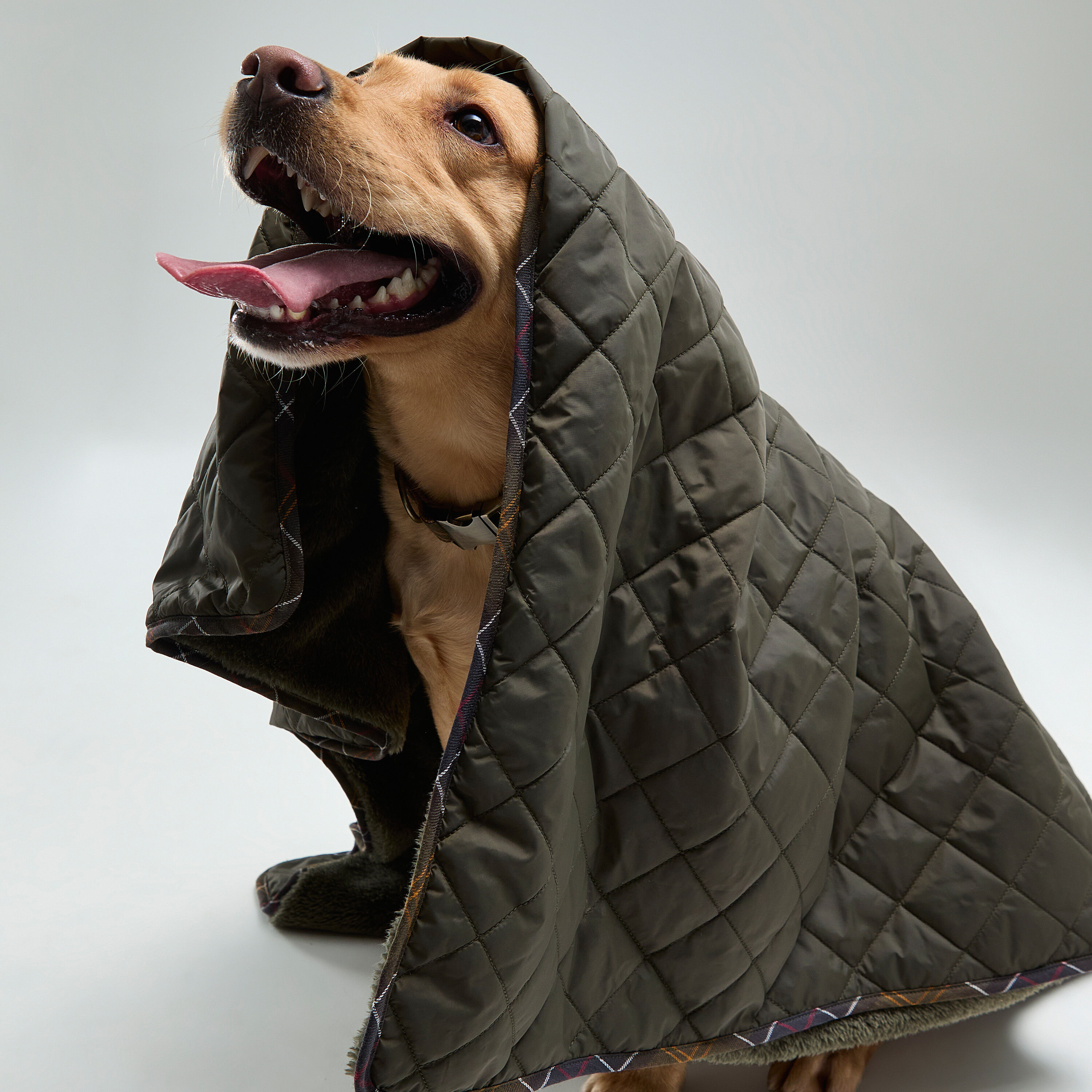 Dog under blanket