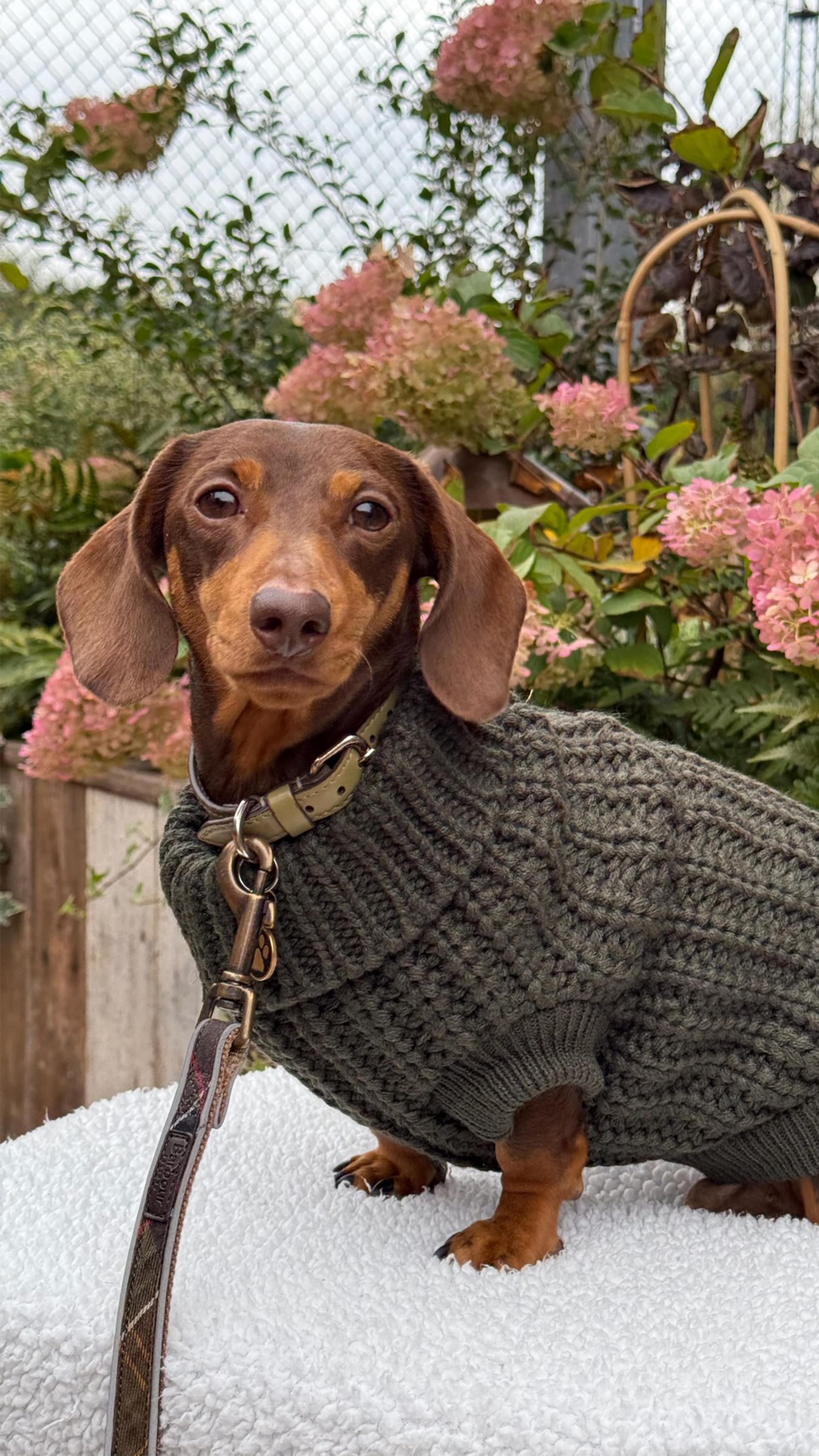 Barbour Dogs -  Frank
