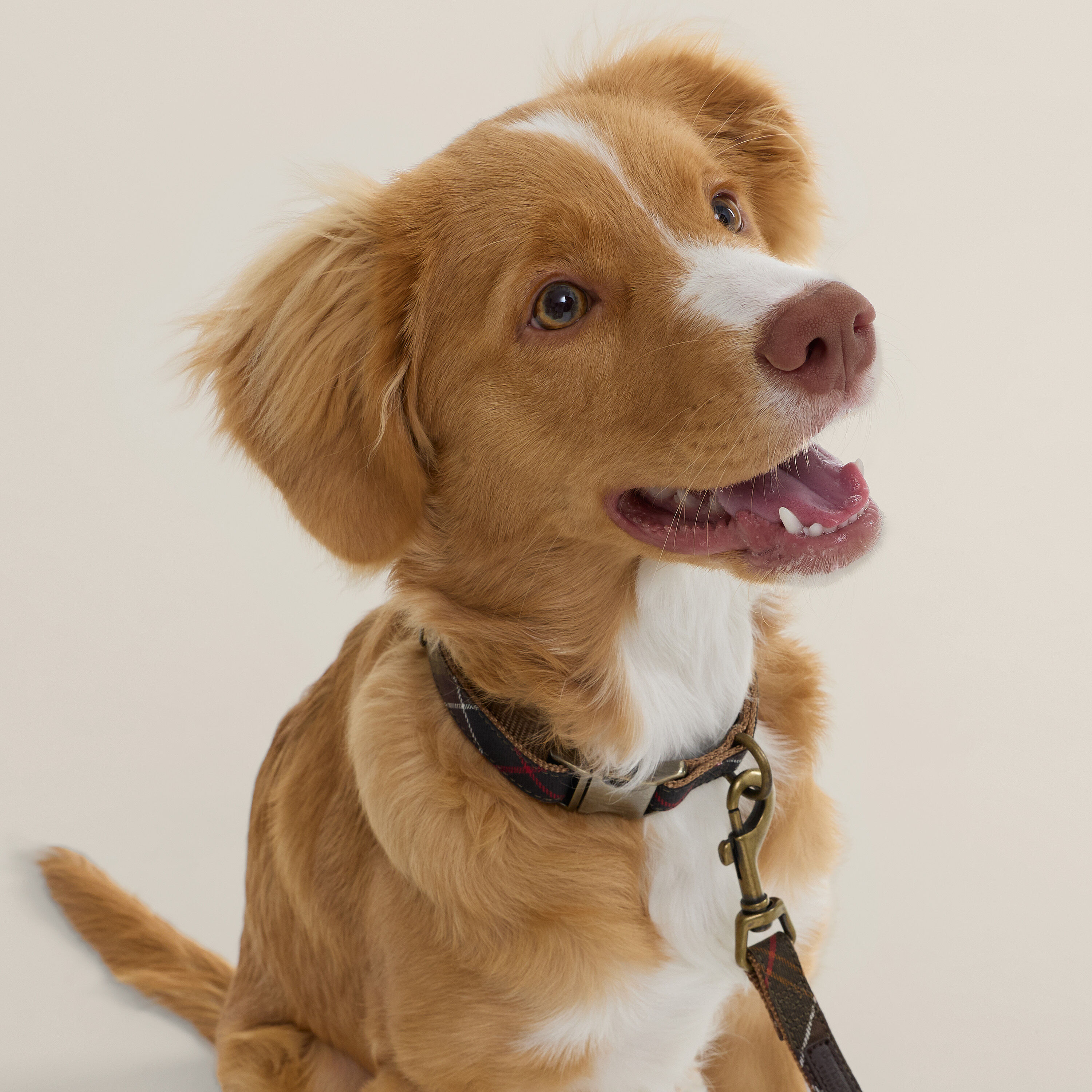 Tartan collar and lead