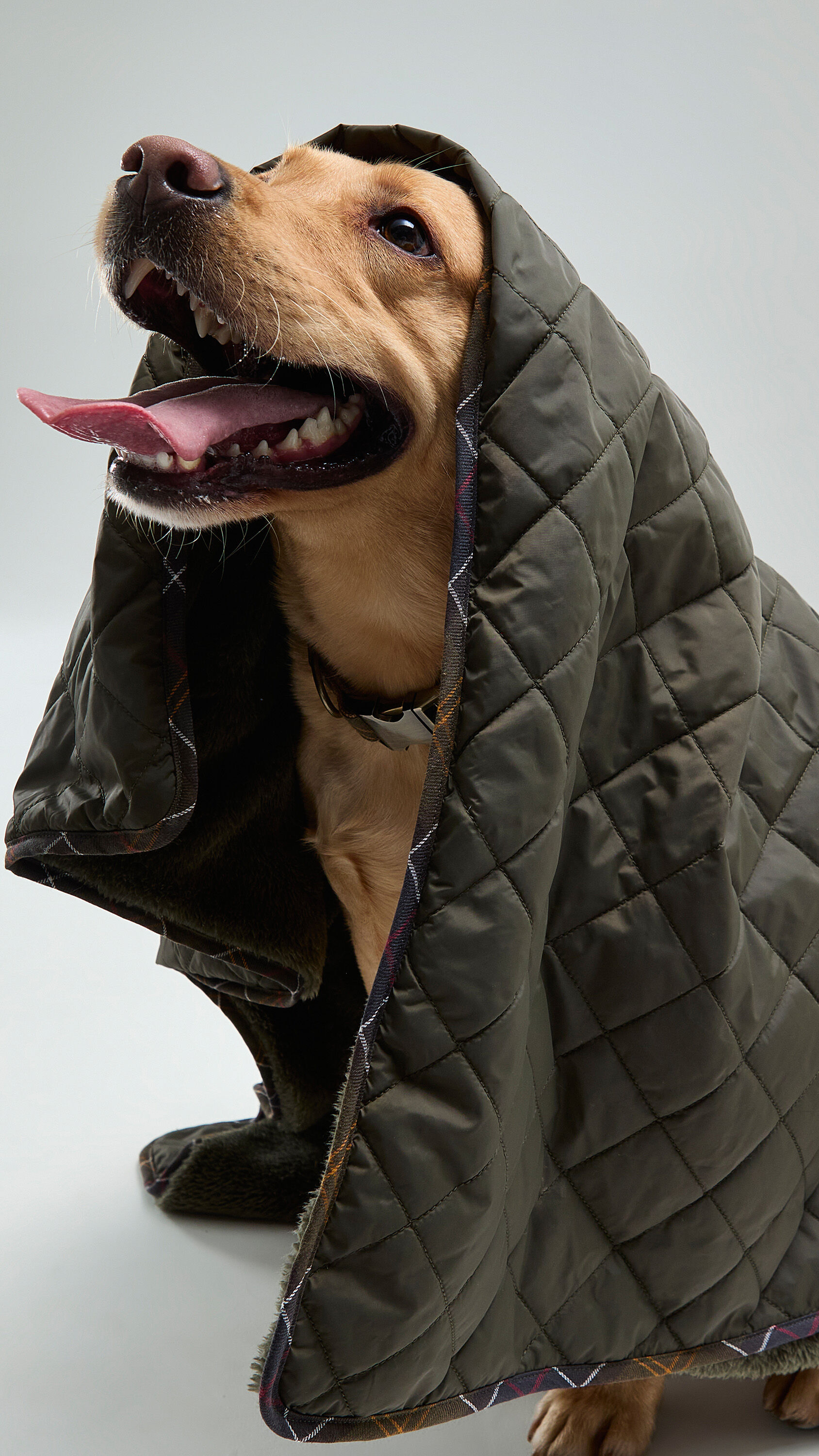 Golden labrador under Barbour Dog Blanket