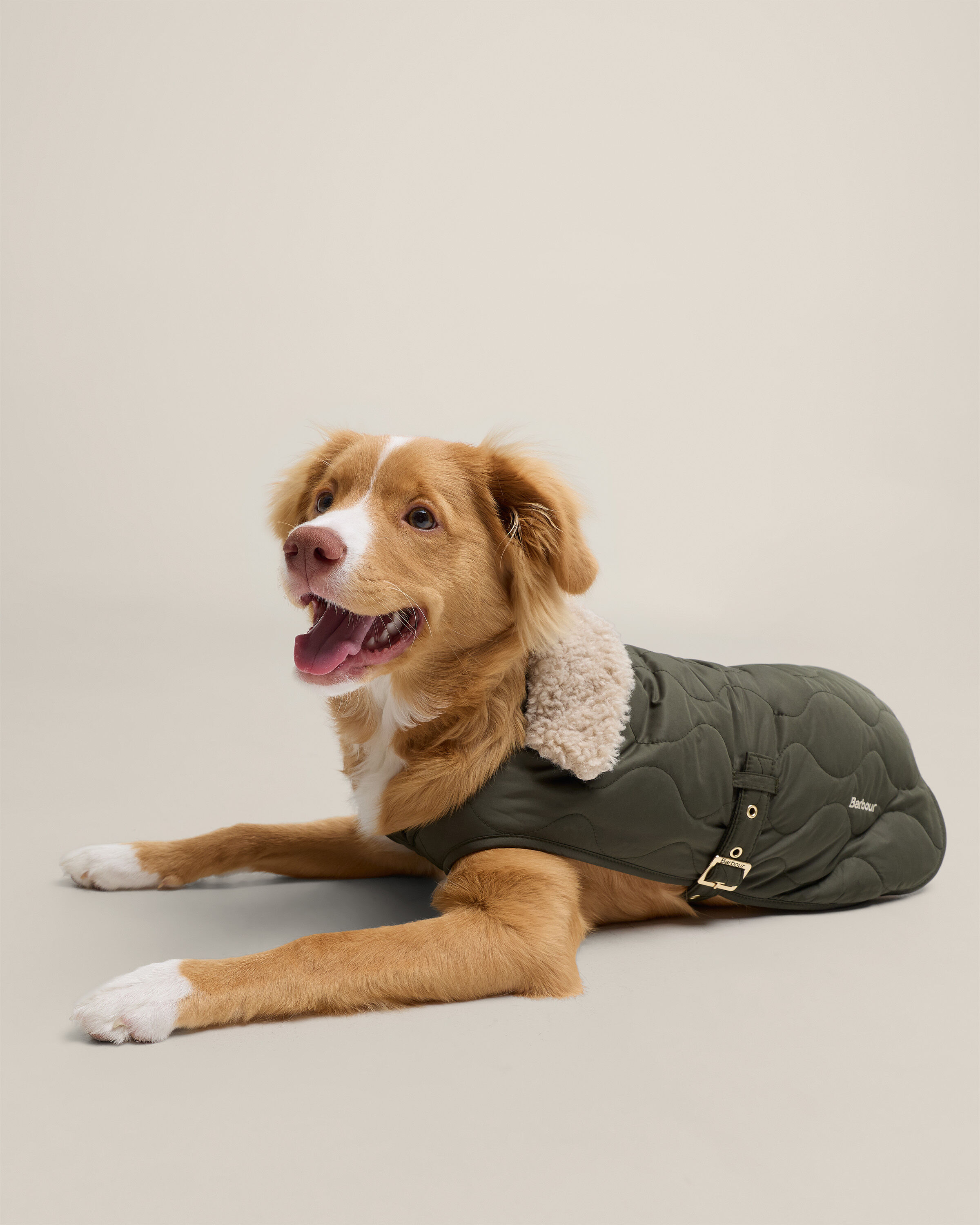 Beith Quilted Dog Coat