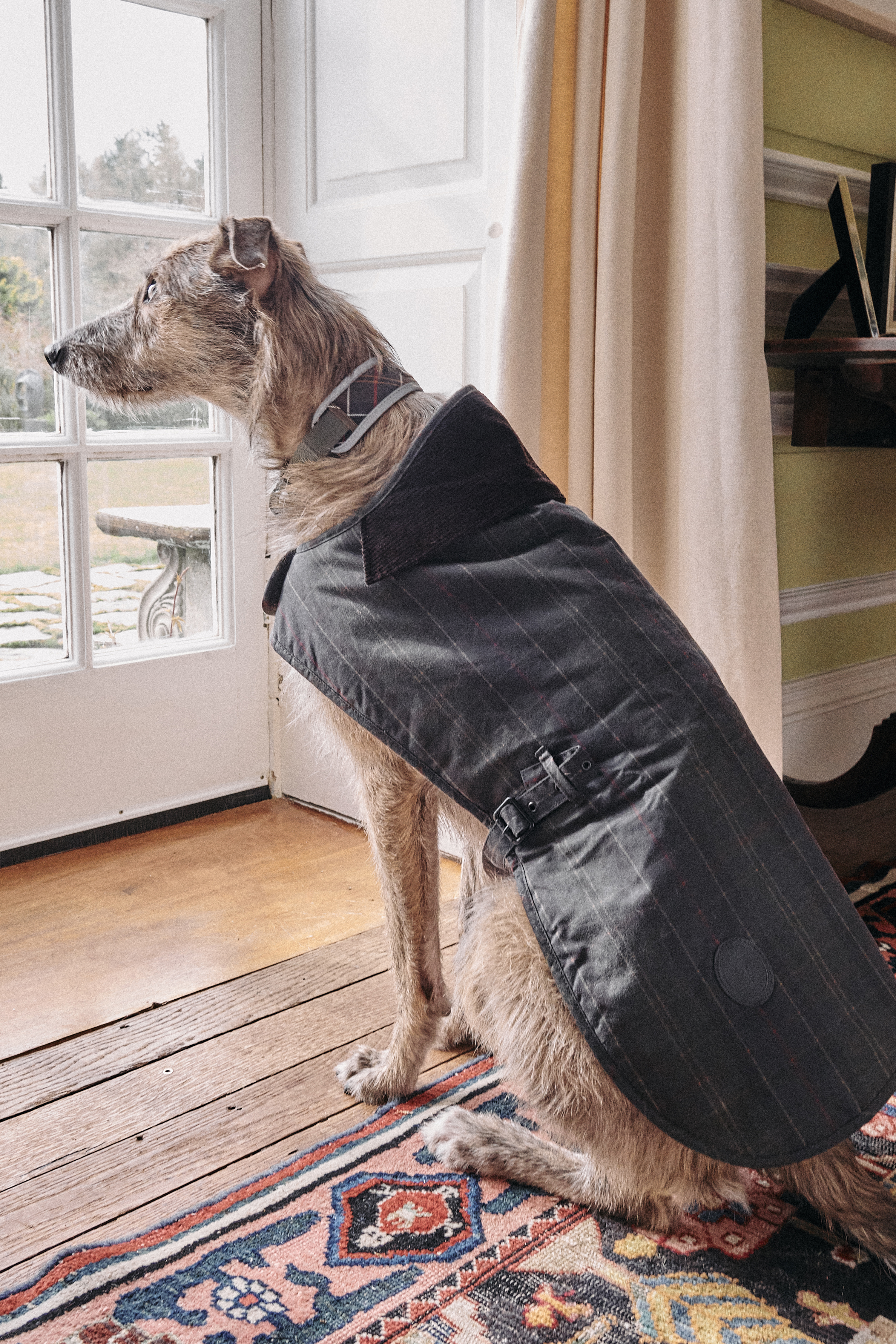 Barbour Dog Coats